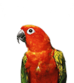 PAGE TOP